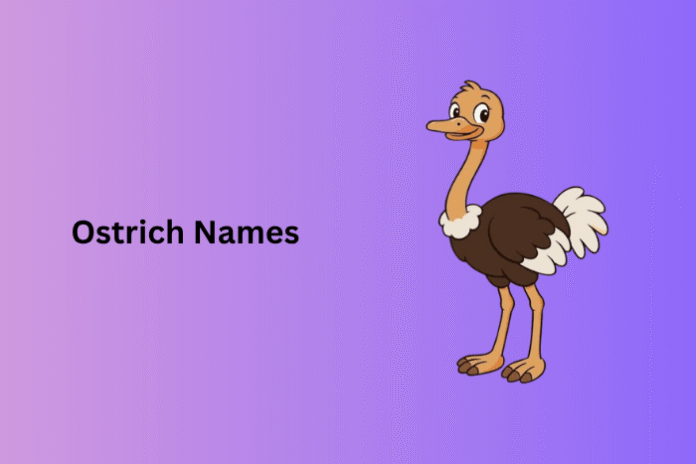 Ostrich Names